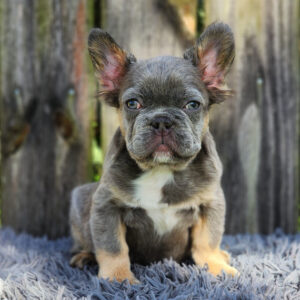 Maxi