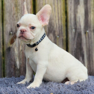 Winston